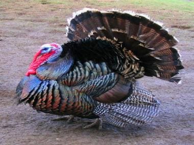 Turkey bird shows excellent leadership skill to help his flock cross busy road; Harsh Goenka reacts