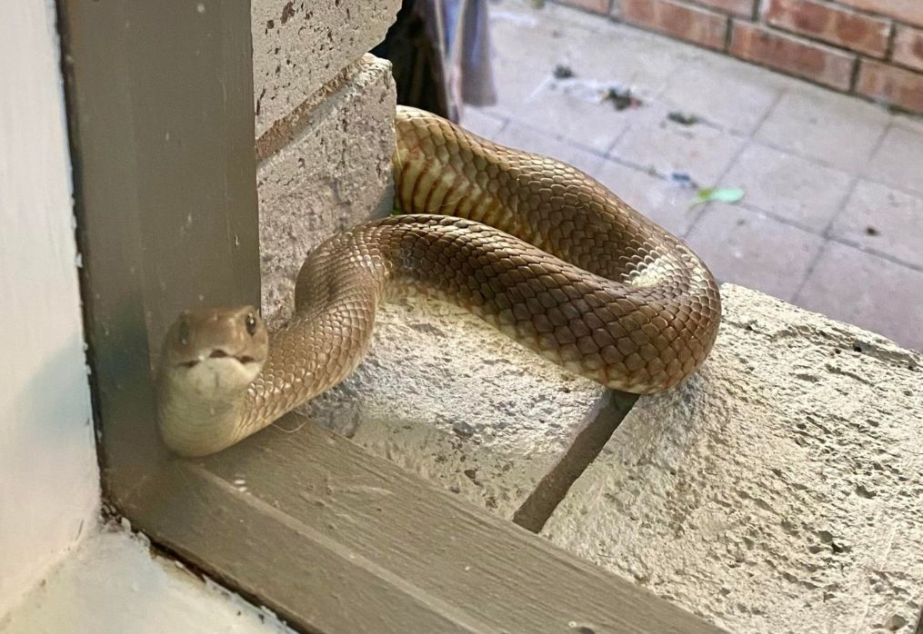 Woman Finds Deadly Snake Slithering Into Kitchen Window: ‘Abandon Ship’